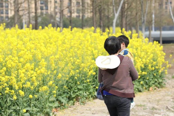 七星配资  春天赏花，夏天榨油！金汇这个村用菜籽油诠释乡村情怀→